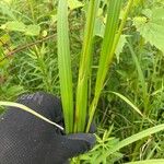 Scirpus atrovirens Liść