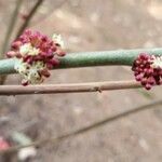 Alchornea davidii Flor