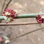 Alchornea davidii Flower