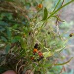 Chenopodium nutans Ffrwyth