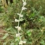 Ouret lanata Flower