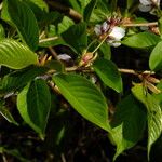 Prunus × yedoensis Blad