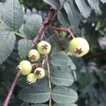 Sorbus koehneana Fruit