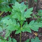 Heracleum sosnowskyi Leaf