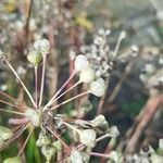Allium tuberosum Плод