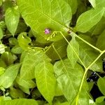 Solanum dulcamara Blatt