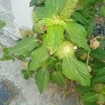 Acalypha aristata Hoja