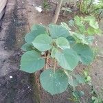 Abutilon grandifolium Φύλλο