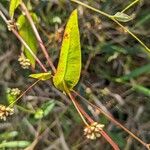 Persicaria sagittata Лист