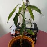 Dracaena fragransBlatt