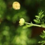 Cotula australis Flower