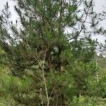 Pinus merkusii Hoja
