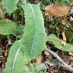 Lactuca virosa Foglia