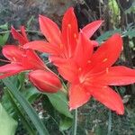 Cyrtanthus elatus Flower