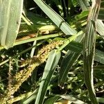 Sorghum halepense Blatt