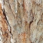 Pterocarpus rohrii Bark