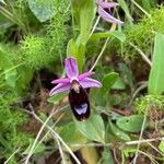 Ophrys bertolonii 花