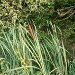 Typha angustifolia Агульны выгляд