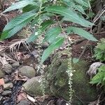 Gonzalagunia hirsuta Leaf