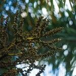 Wodyetia bifurcata Fruit