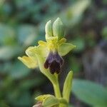 Ophrys fuscaFlower