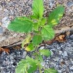 Boerhavia erecta Blatt