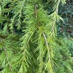 Cedrus deodara Blatt