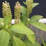 Phytolacca acinosaFruct