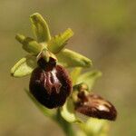 Ophrys passionis Ostatní