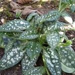 Pulmonaria saccharata Feuille