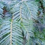 Taxus brevifolia Blatt