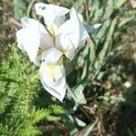 Iris albicansЦвят