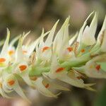 Bulbophyllum josephi Цветок