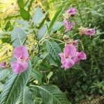 Impatiens glanduliferaBlüte