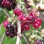 Coriaria myrtifolia Fruit