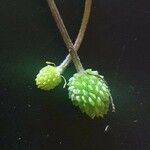 Ranunculus multifidus Fruit