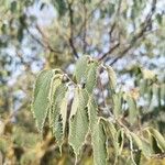 Celtis australisDeilen