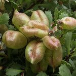 Astragalus miguelensis Hábitos
