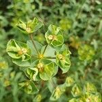 Euphorbia terracinaDeilen