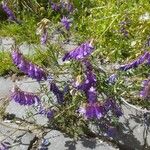 Vicia villosa Цветок