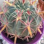 Ferocactus latispinus Blad