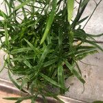 Asparagus falcatus