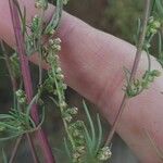 Artemisia campestris പുറംതൊലി