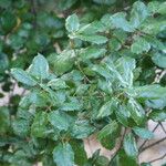 Quercus agrifolia Hoja
