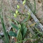 Helianthemum salicifolium Libunga