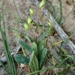 Helianthemum salicifolium Хабит