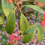 Photinia glabra List