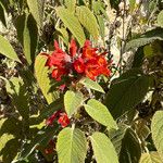 Colquhounia coccinea Folha