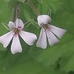 Pelargonium mossambicense Flower