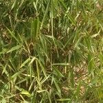 Phyllostachys aurea Hoja